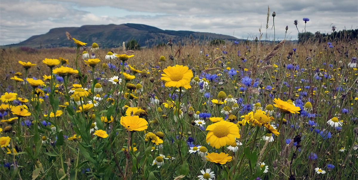 1st - A Summer Meadow - Julie Humphries